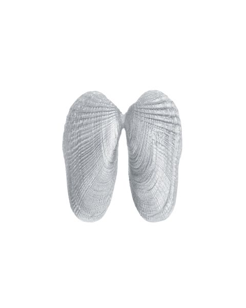 ANGEL WINGS -  - Amos Pewter