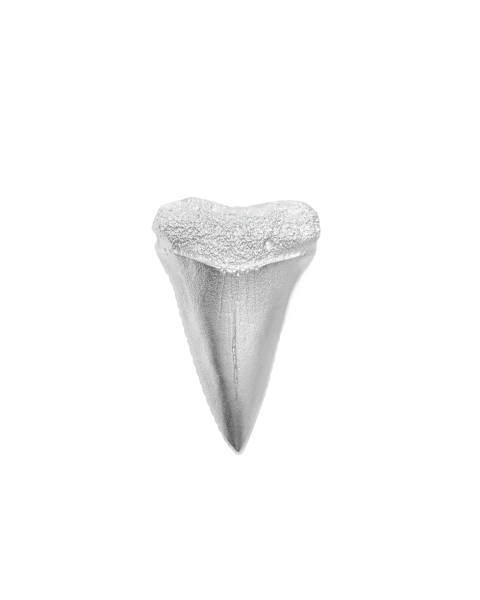 SHARK TOOTH -  - Amos Pewter