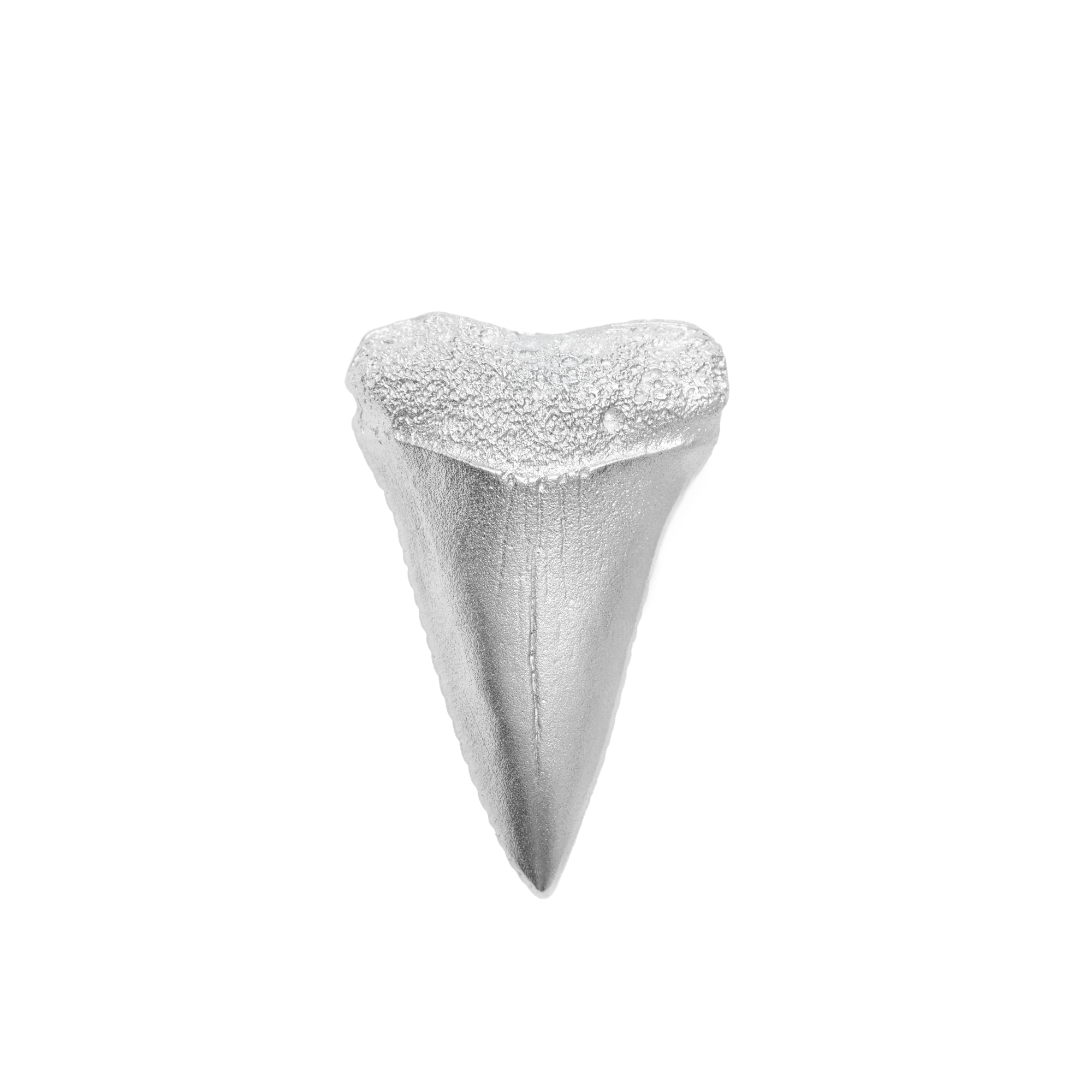 SHARK TOOTH -  - Amos Pewter
