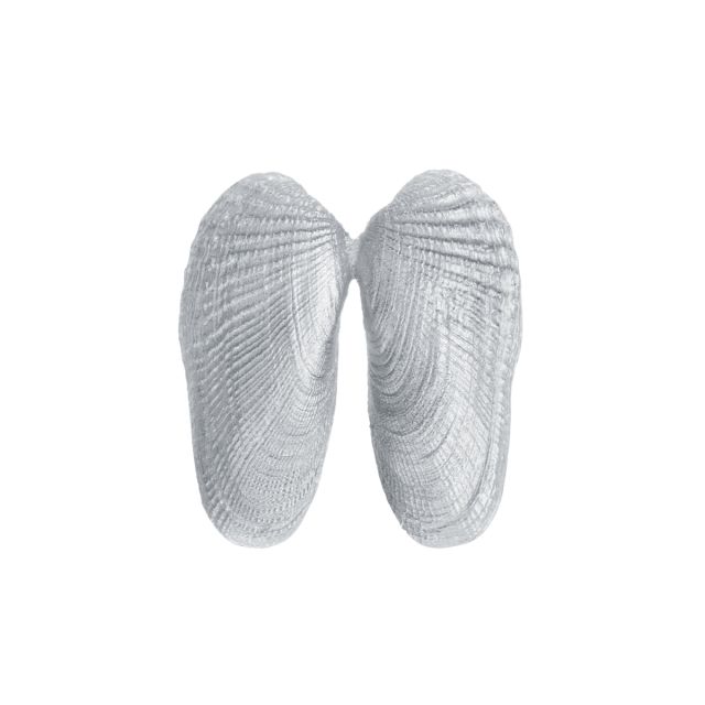 ANGEL WINGS -  - Amos Pewter