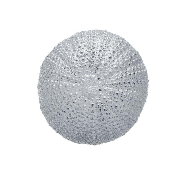 SEA URCHIN -  - Amos Pewter